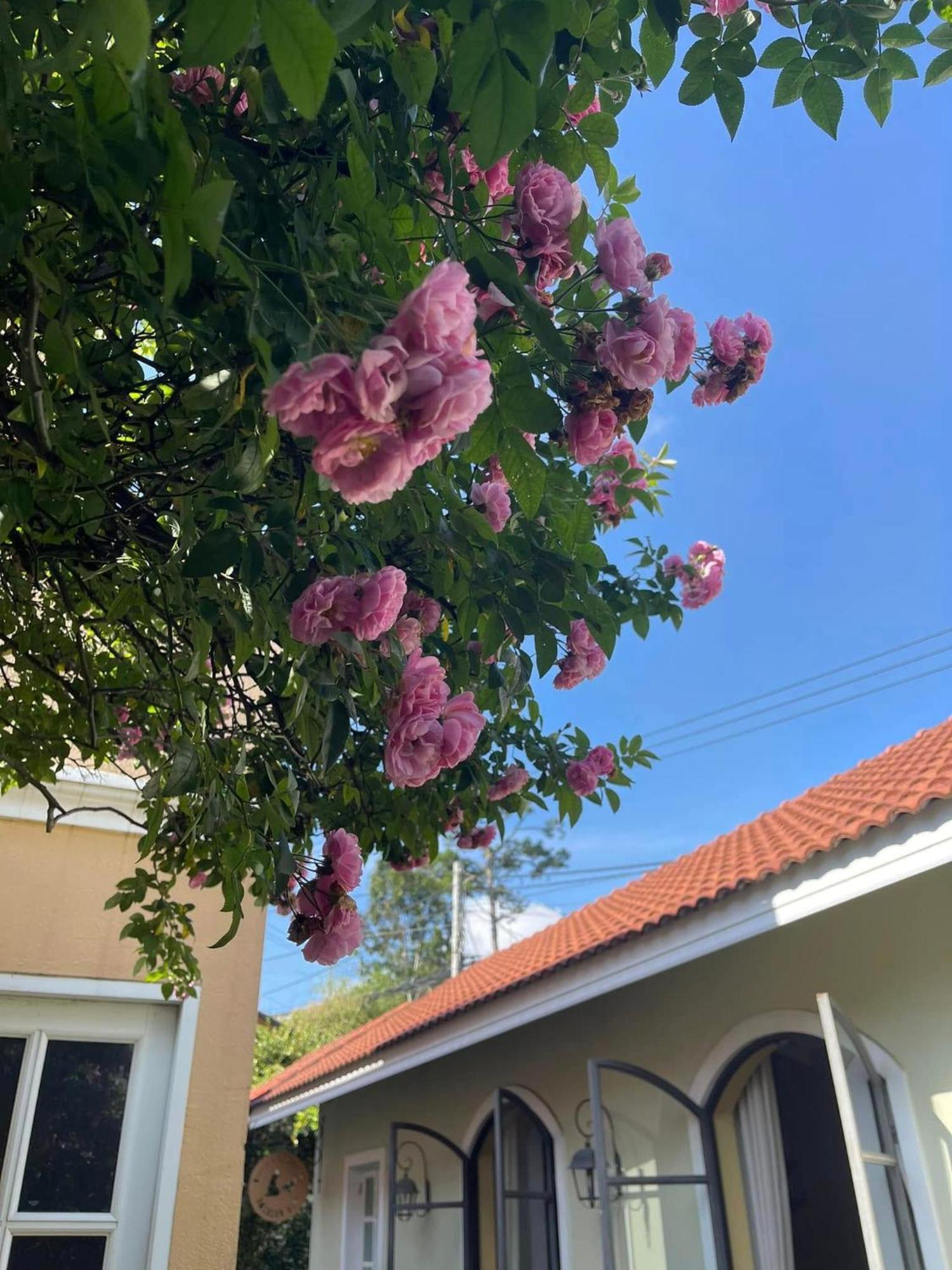 Hotel Bich Dao Boutique - Dalat Zewnętrze zdjęcie
