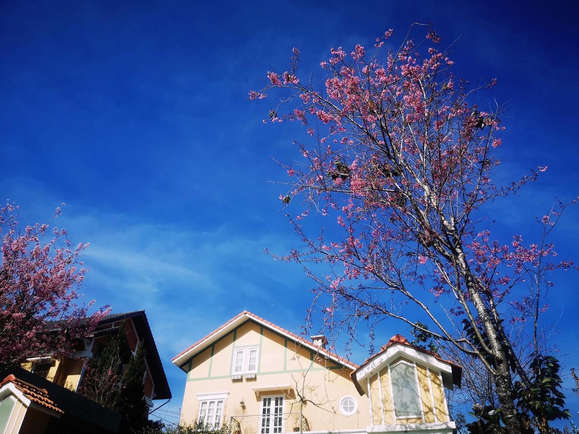 Hotel Bich Dao Boutique - Dalat Zewnętrze zdjęcie