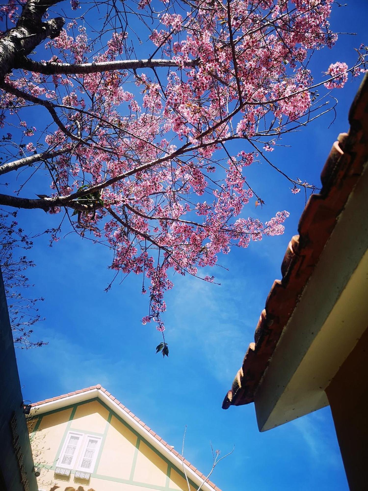 Hotel Bich Dao Boutique - Dalat Zewnętrze zdjęcie